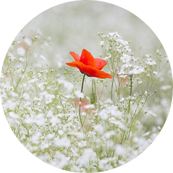 runde_bilder_website_351_x_351_px.png runde_bilder_website_351_x_351_px.png